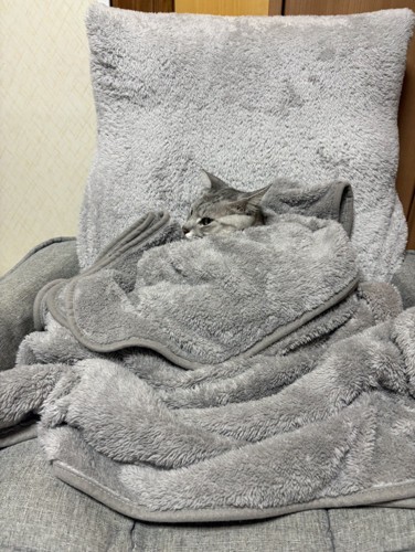 毛布にくるまる猫
