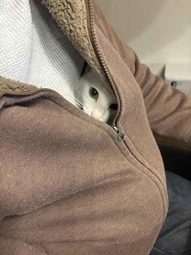 服の中からカメラの方を見る猫