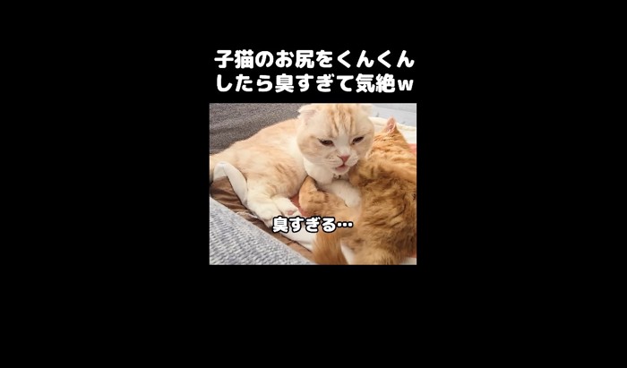 臭すぎる1