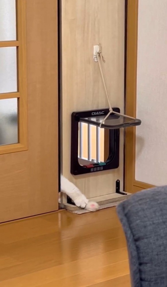 伸ばした猫の手