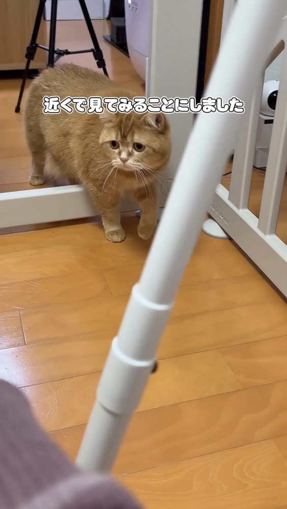 ケージに入る猫