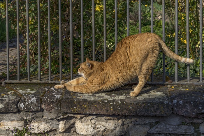 伸びをする猫