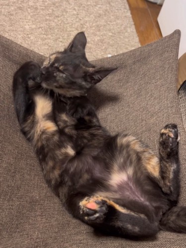 仰向けの子猫
