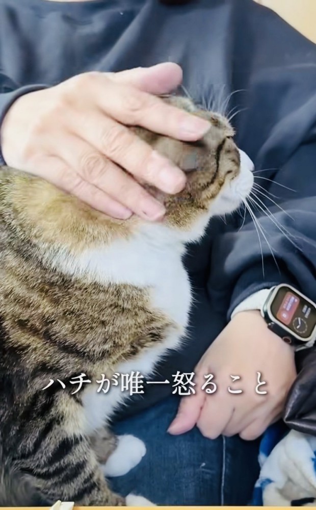 投稿主さんの膝の上で甘えるキジ白猫