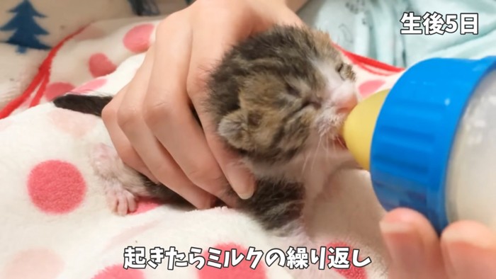 哺乳瓶からミルクを飲む子猫