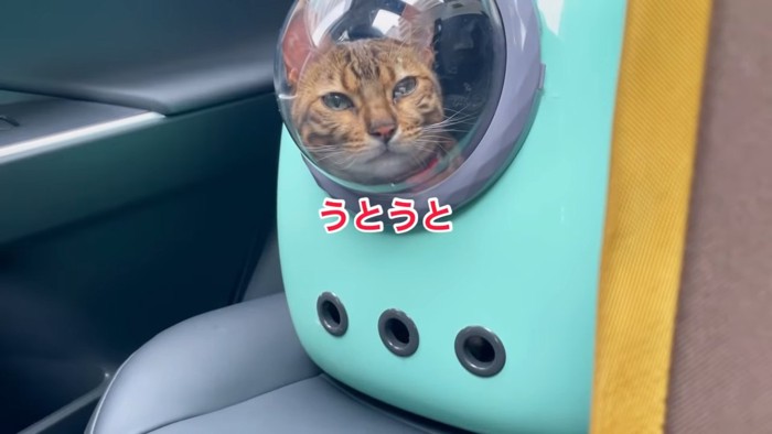 キャリーバッグの猫