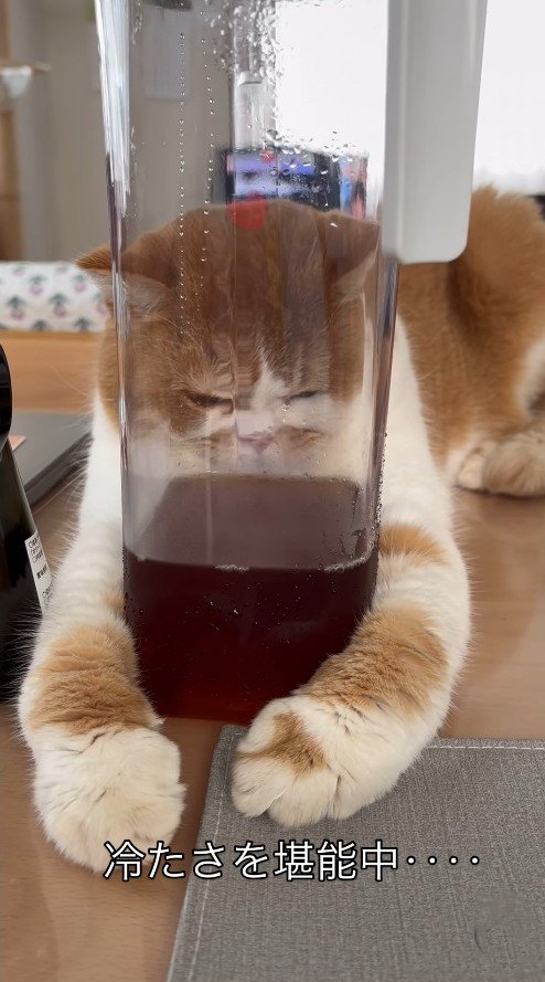 ピッチャーに顔を押し付ける猫