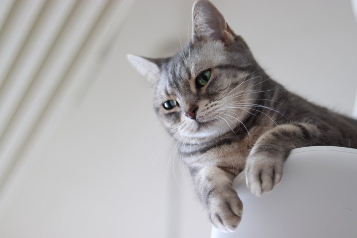 アメリカンショートヘア