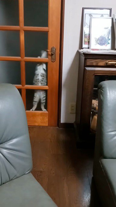 ドアノブに前足を乗せる猫
