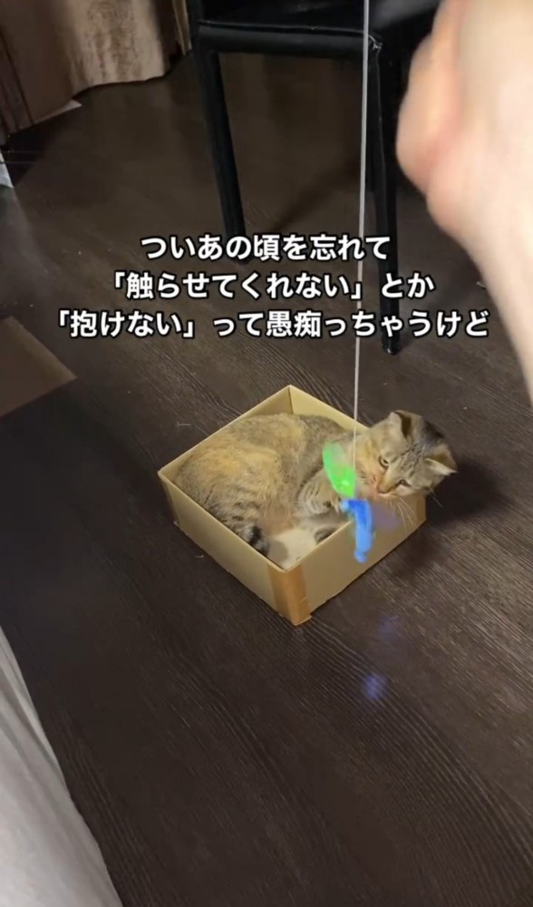 箱に入っておもちゃで遊ぶ猫2