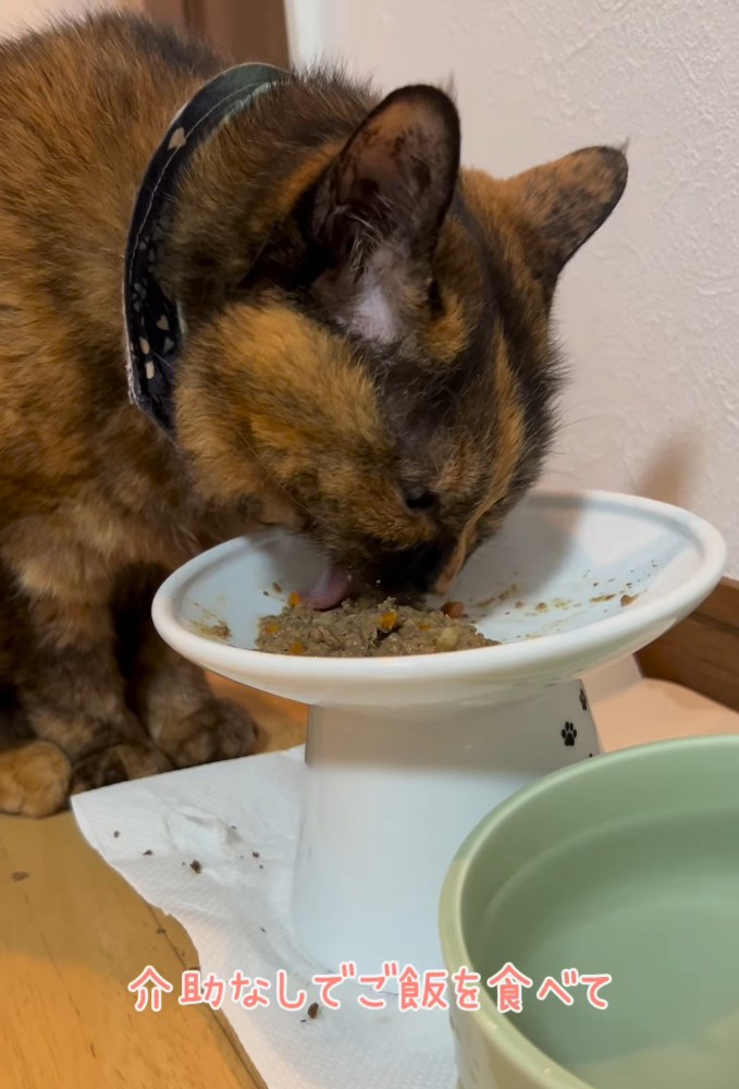 ごはんを食べる猫