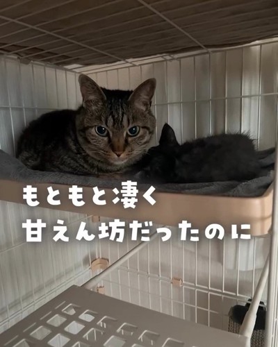 ケージの中にいる成猫と子猫