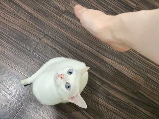 手を見上げる猫