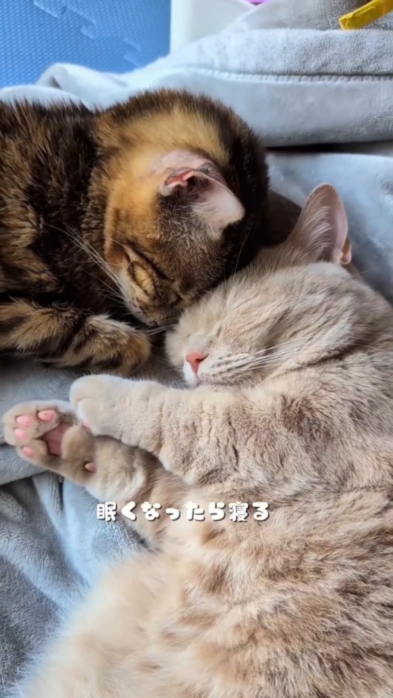 布団の上で一緒に寝るマンチカンとミックス猫