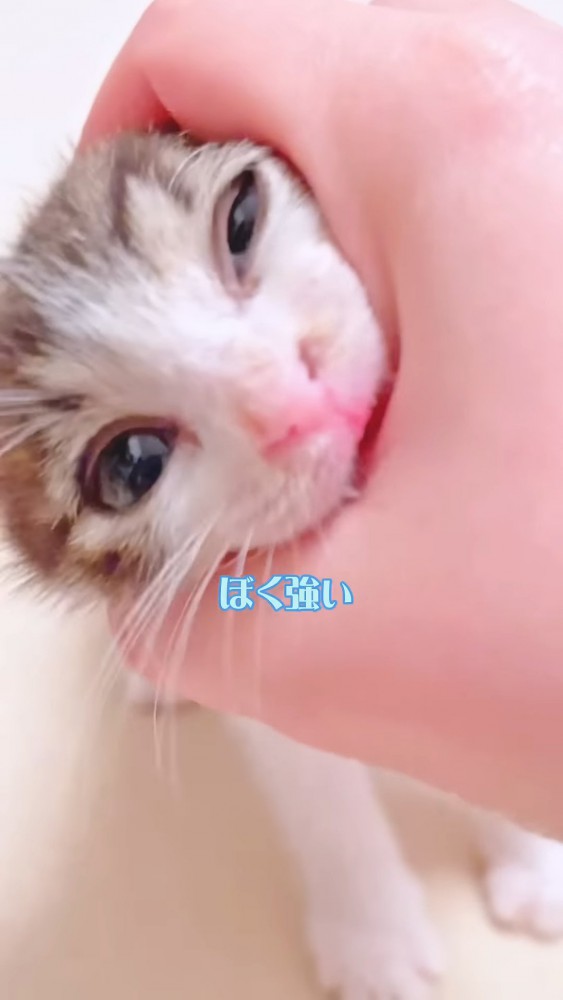 噛んでくる子猫の顔