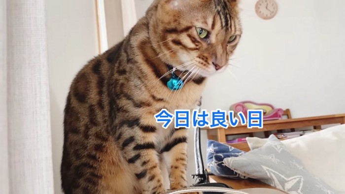 おすわりする猫