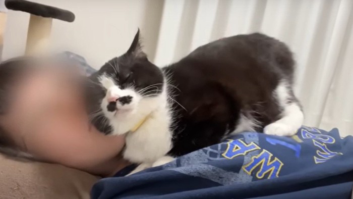 お尻をトントンされる猫