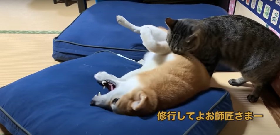 柴犬と猫