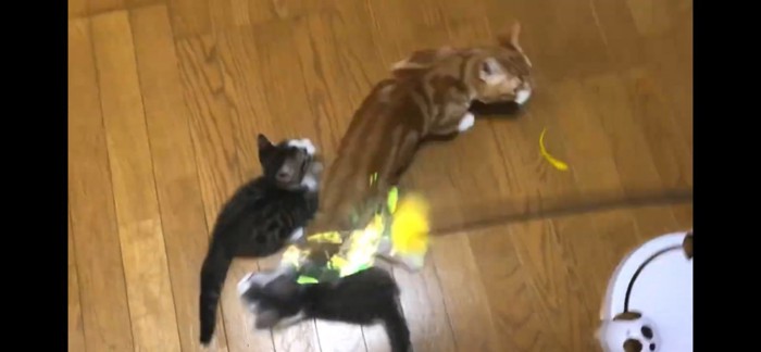 猫じゃらしに飛びつく猫ちゃん達