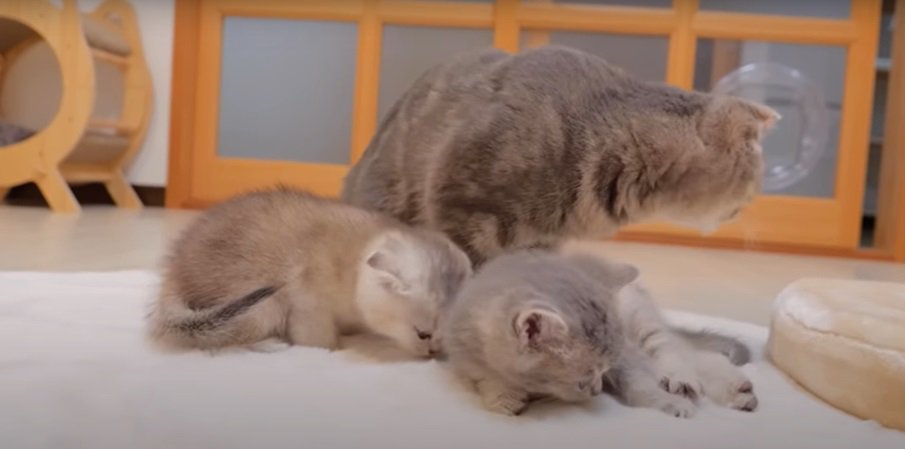 母猫と2匹の子猫2