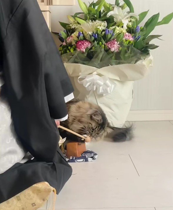 お坊さんと猫