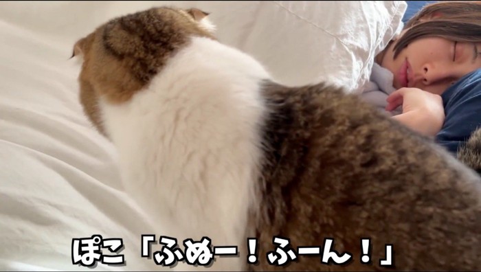 女性がかけている布団を両前足で勢いよく掘る猫