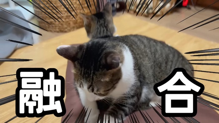 猫の上に乗る猫