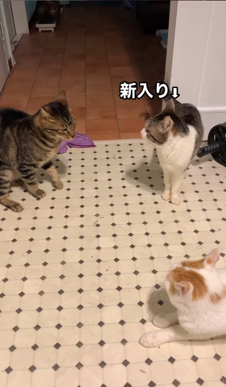 喧嘩中の猫に何か言いたげな猫