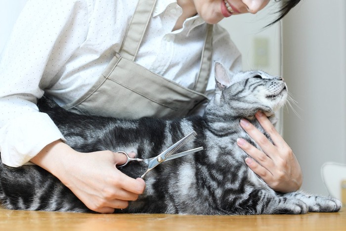 トリマーと猫