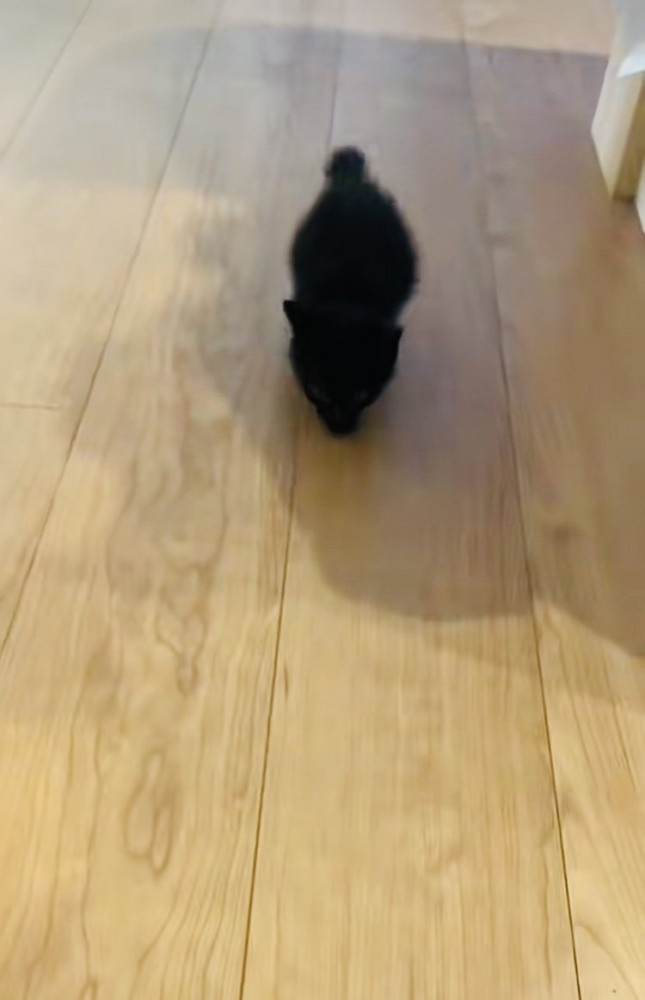 ママに向かって歩いてくる赤ちゃん猫