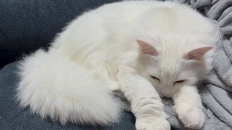 室内にいる猫