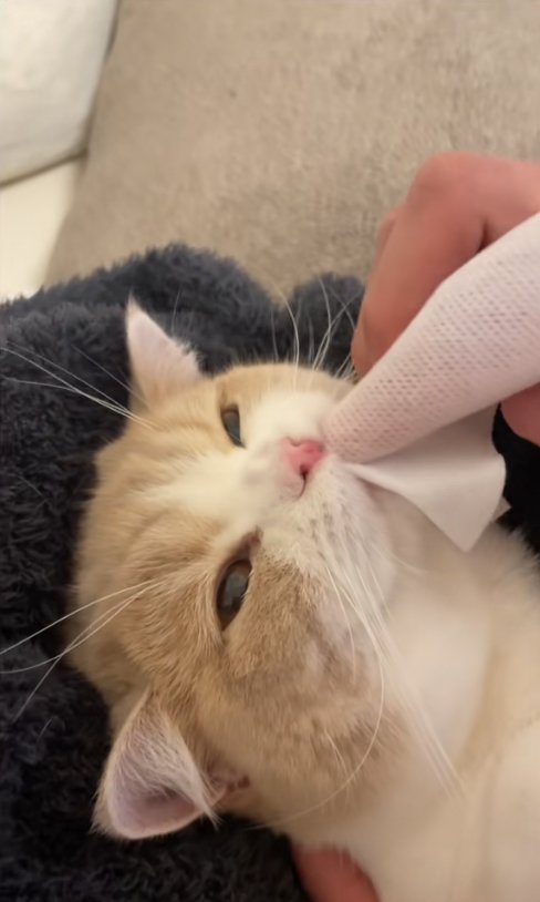 歯磨きされている猫