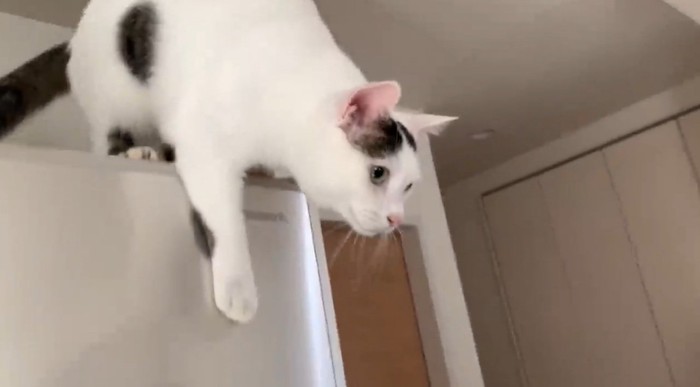 冷蔵庫の上から降りる猫