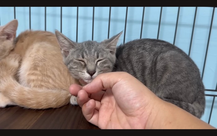 細める猫