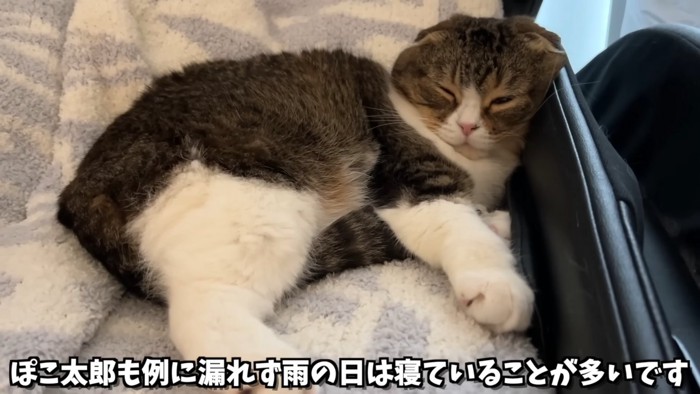 寝ている猫