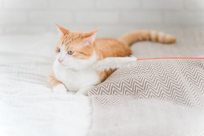 おもちゃを見せても横を向いている猫