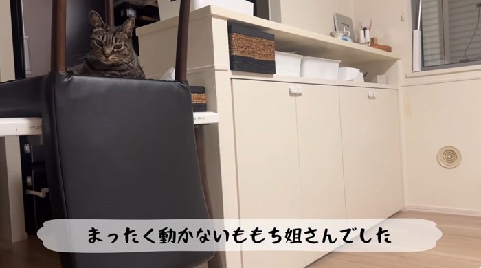 娘さんをみる猫