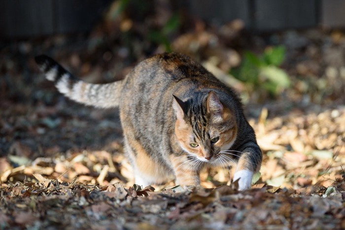 穴を掘る猫