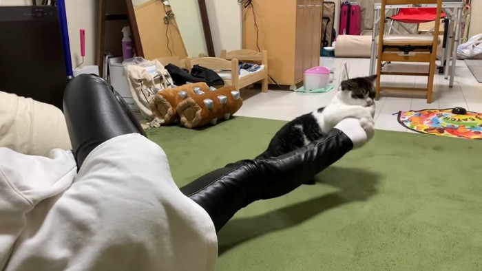 人の足に抱きつく猫