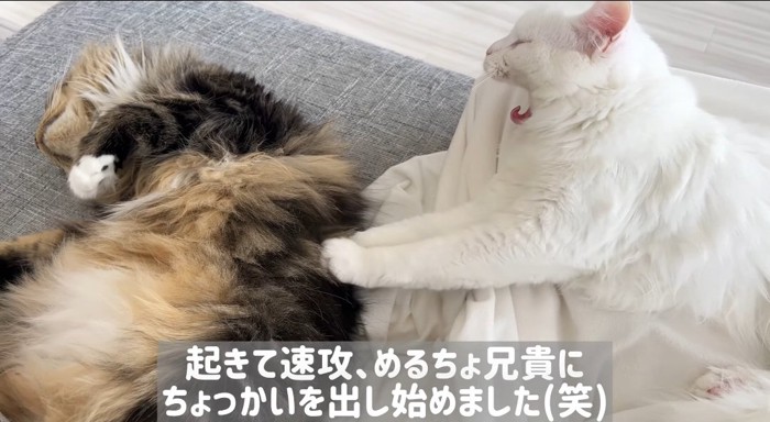 ちょっかいを出す猫