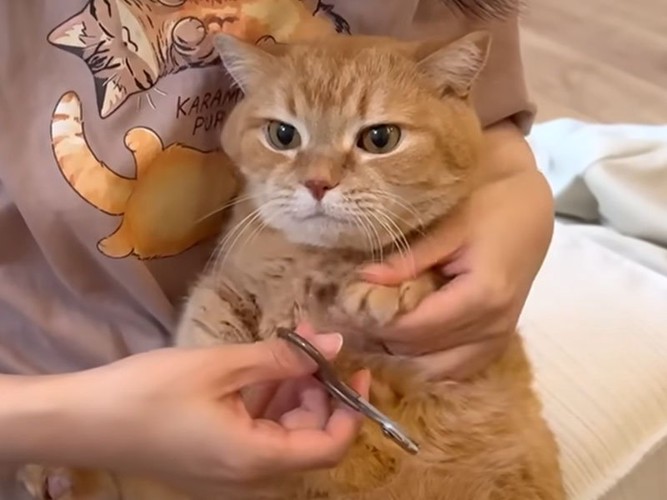 爪切りをされる猫
