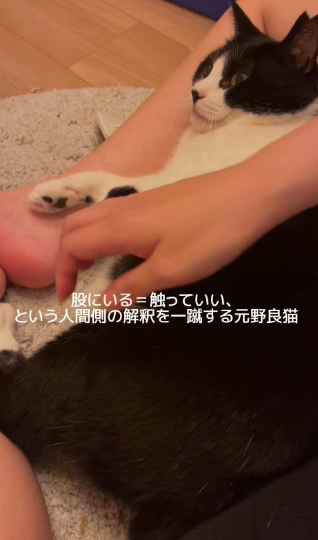 撫でられそうな猫