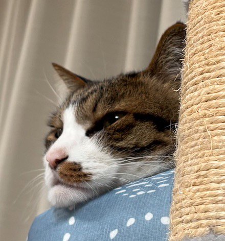 ペット用ベッドのフチにアゴを乗せて遠くを見つめる猫