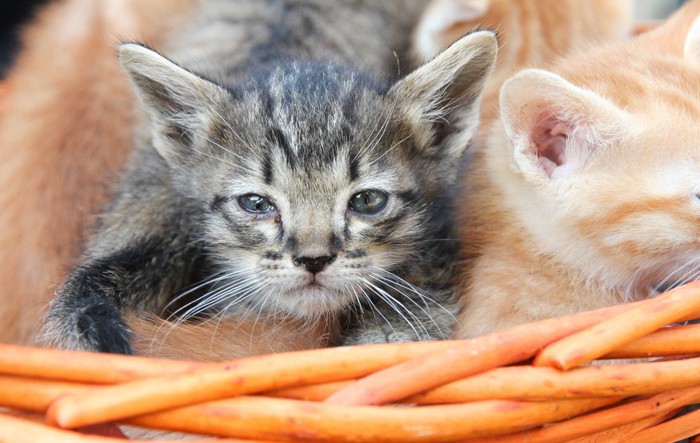 目がうるうるしている子猫