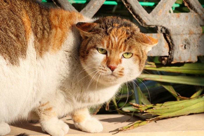 警戒している猫