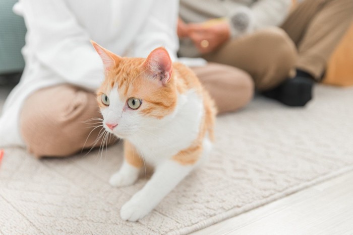 ペットの猫を撫でる