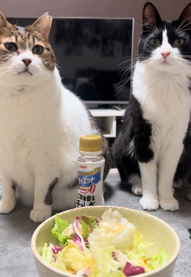 座る2匹の猫