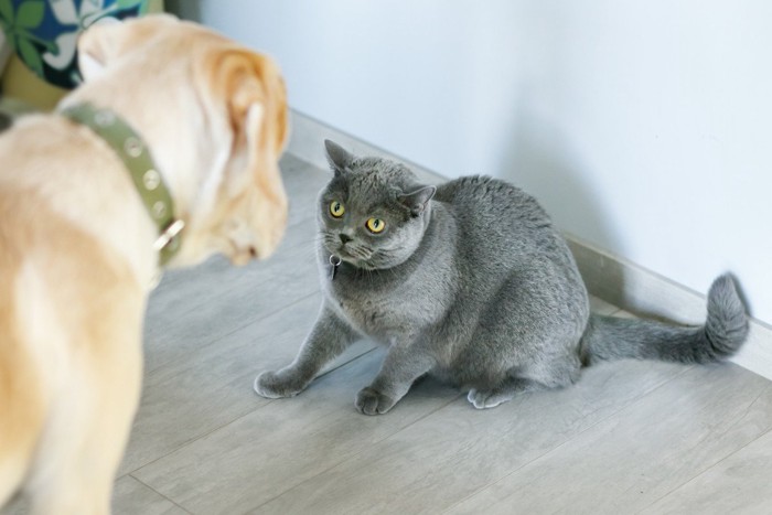 犬を威嚇する猫