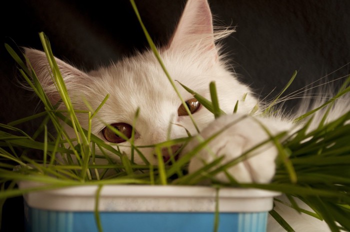 鉢植えとねこ