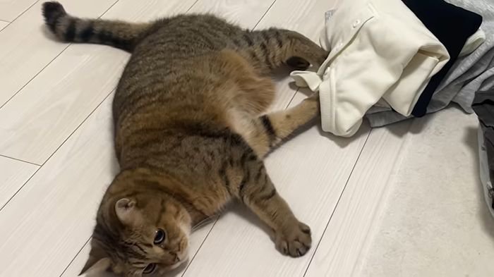 洗濯物にいたずらするみにらくん